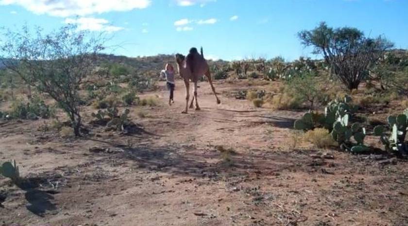 Κόντρα με μια…καμήλα