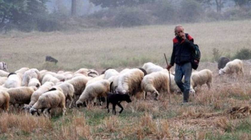 Κραυγή αγωνίας από τους κτηνοτρόφους Σάμου και Ικαρίας