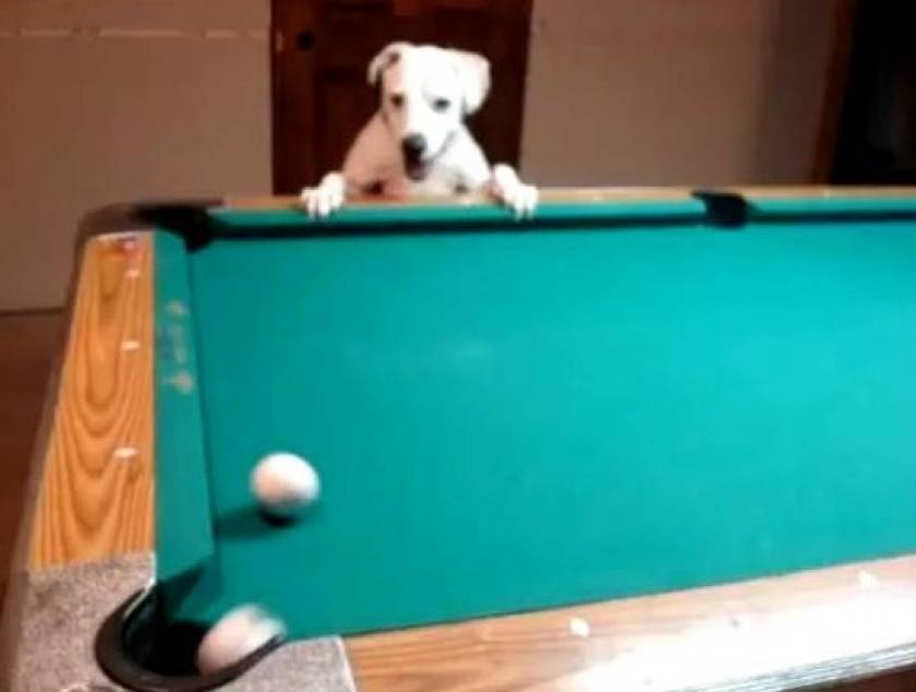 Σκύλος παίζει μπιλιάρδο