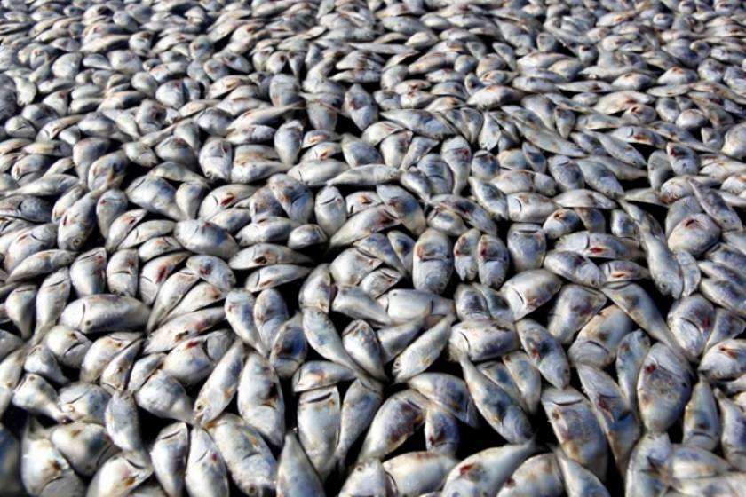 Νεκρά ψάρια στο Ιόνιο!