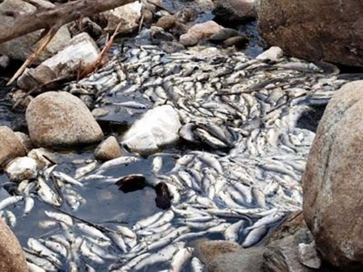Xιλιάδες τα νεκρά ψάρια στο Ιόνιο