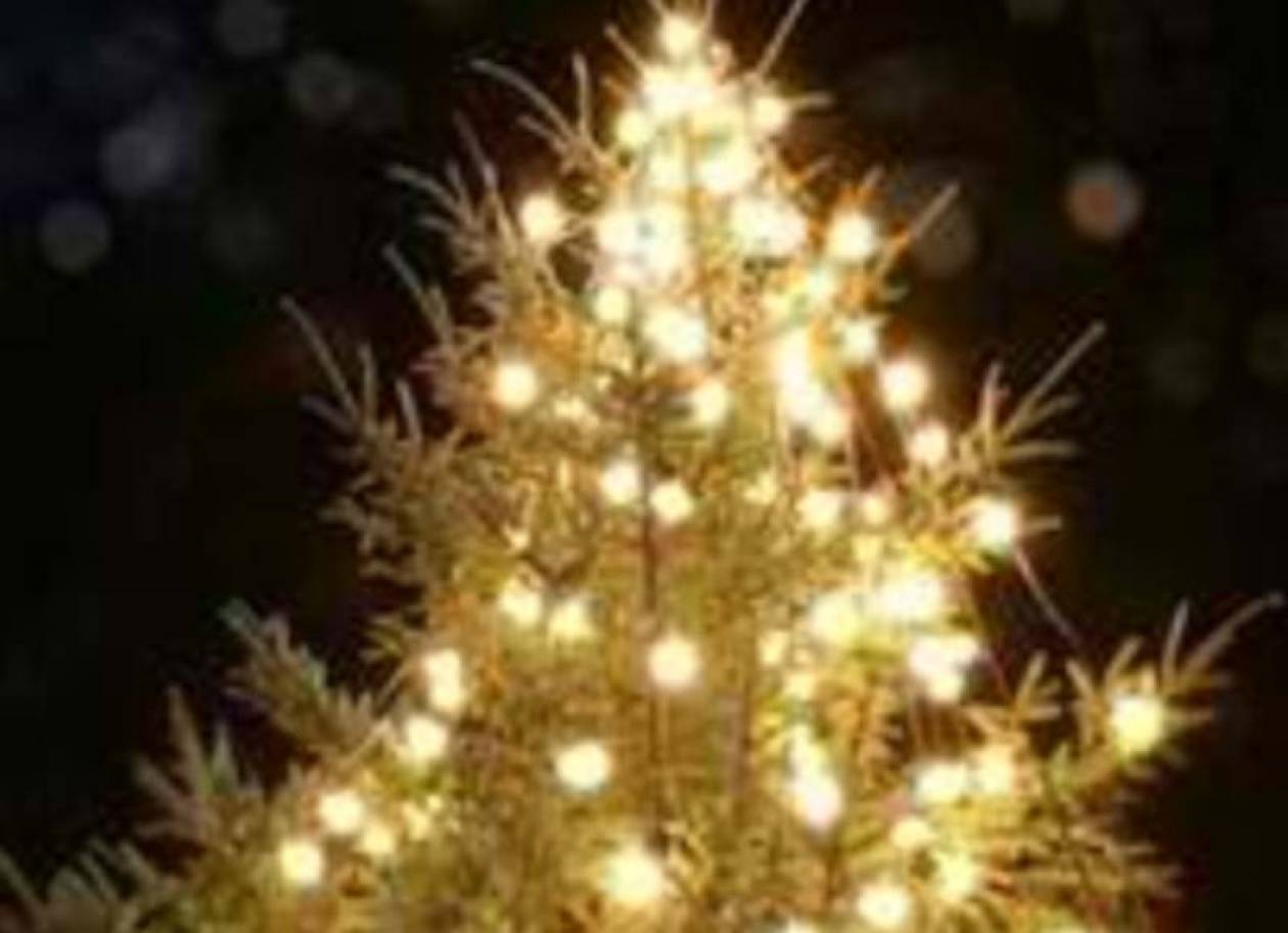 Στην Πόμπια στολίζουν, το μεγαλύτερο φυσικό χριστουγεννιάτικο δέντρο