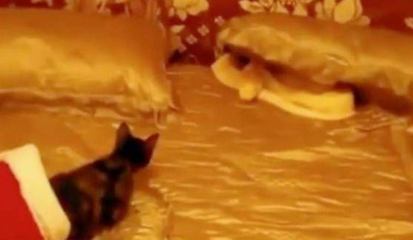 Ψυχοπαθής Βρετανός τάισε τον πύθωνα με ένα ζωντανό γατάκι