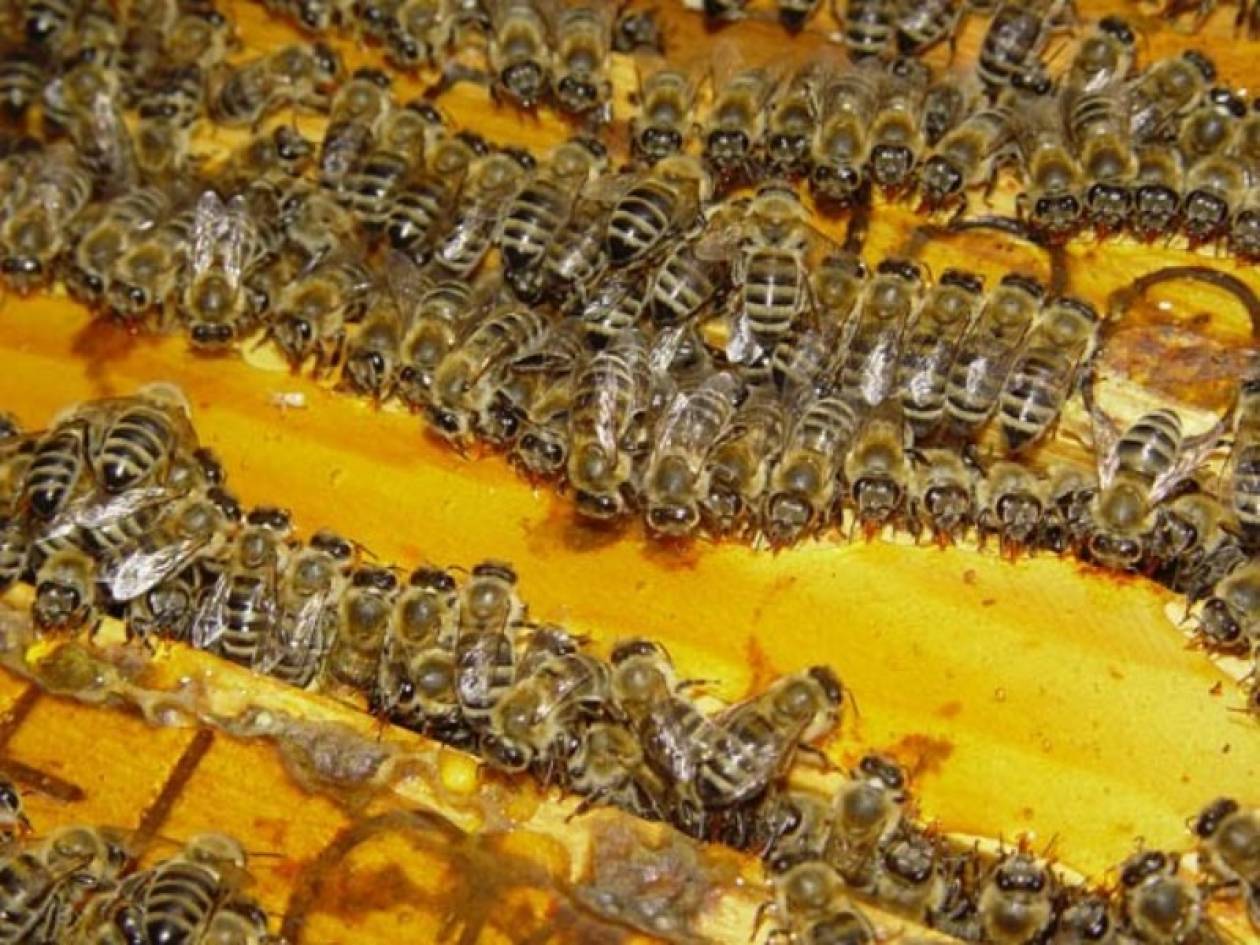 Ηλεία: Τον «τσίμπησαν» για κλοπή μελισσίων!