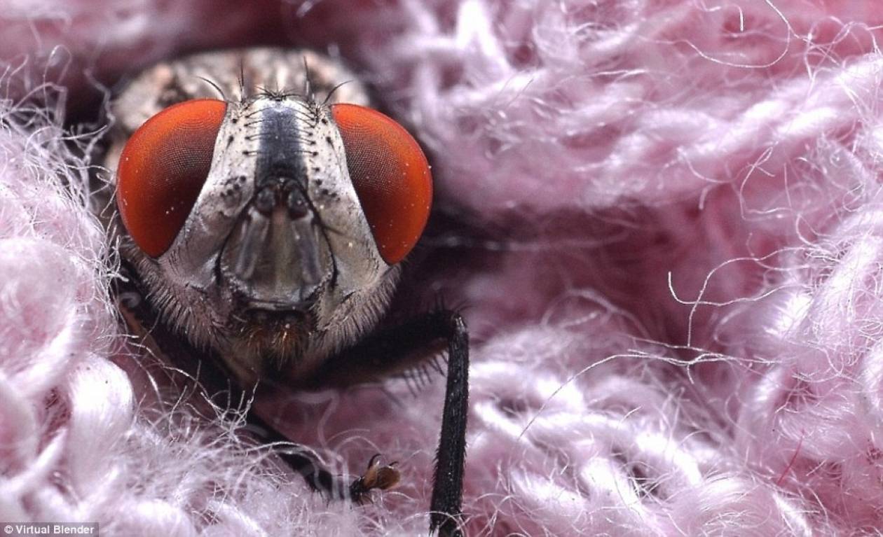 Δείτε τις φωτογραφίες και αγαπήστε τα έντομα