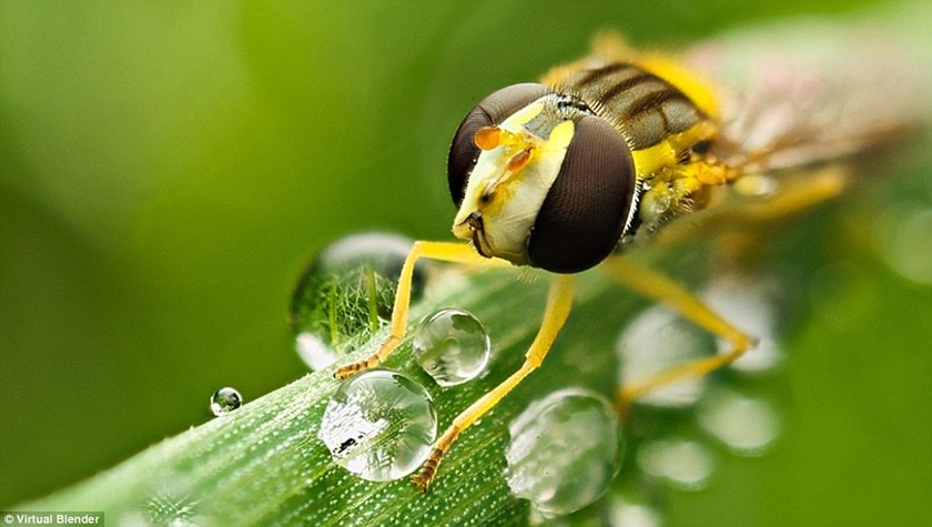 Δείτε τις φωτογραφίες και αγαπήστε τα έντομα