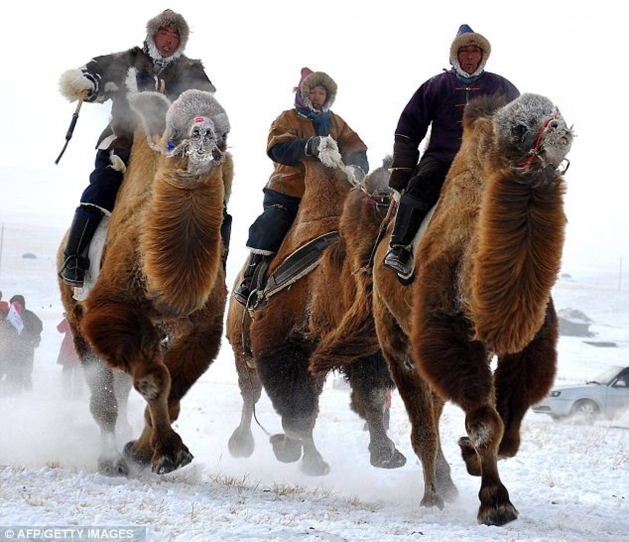 Καμήλες τρέχουν στο…χιόνι