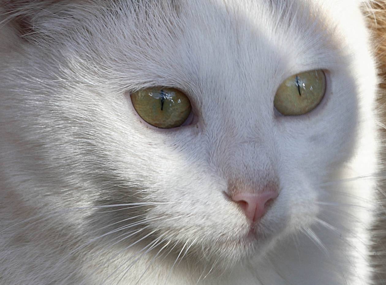 Αρχαία Ολυμπία: «Φιλόζωοι» φαρμάκωσαν πάνω από 40 γάτες