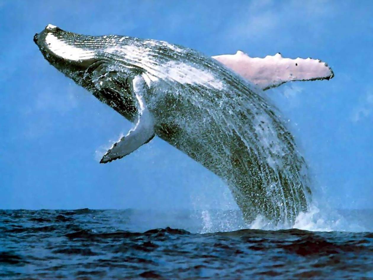 Δέκα νεκρές φάλαινες ξεβράστηκαν στην Κέρκυρα