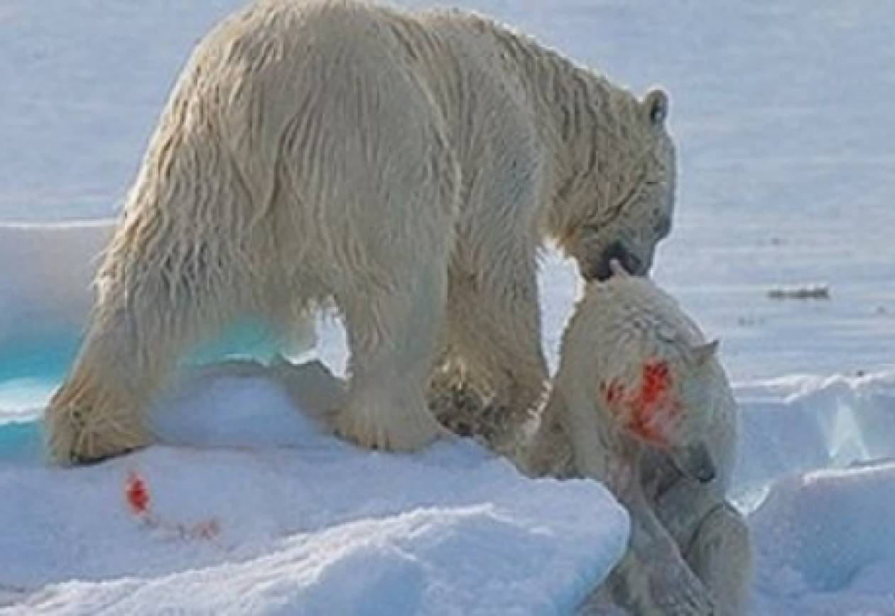 Πολικές αρκούδες – κανίβαλοι λόγω κλιματικής αλλαγής