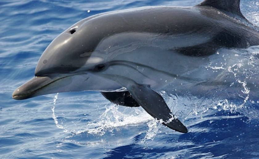 Νεκρά δελφίνια στην Κέρκυρα