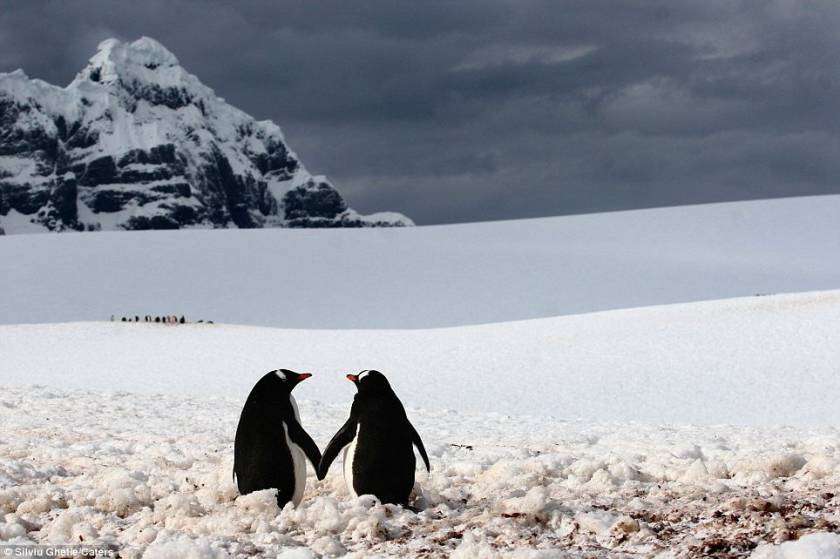 Σαν ερωτευμένοι πιγκουίνοι…