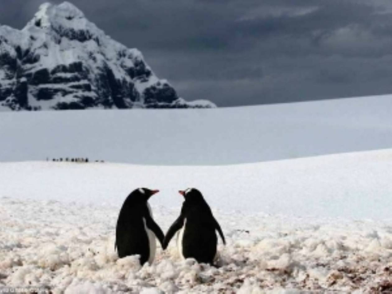 Σαν ερωτευμένοι πιγκουίνοι...