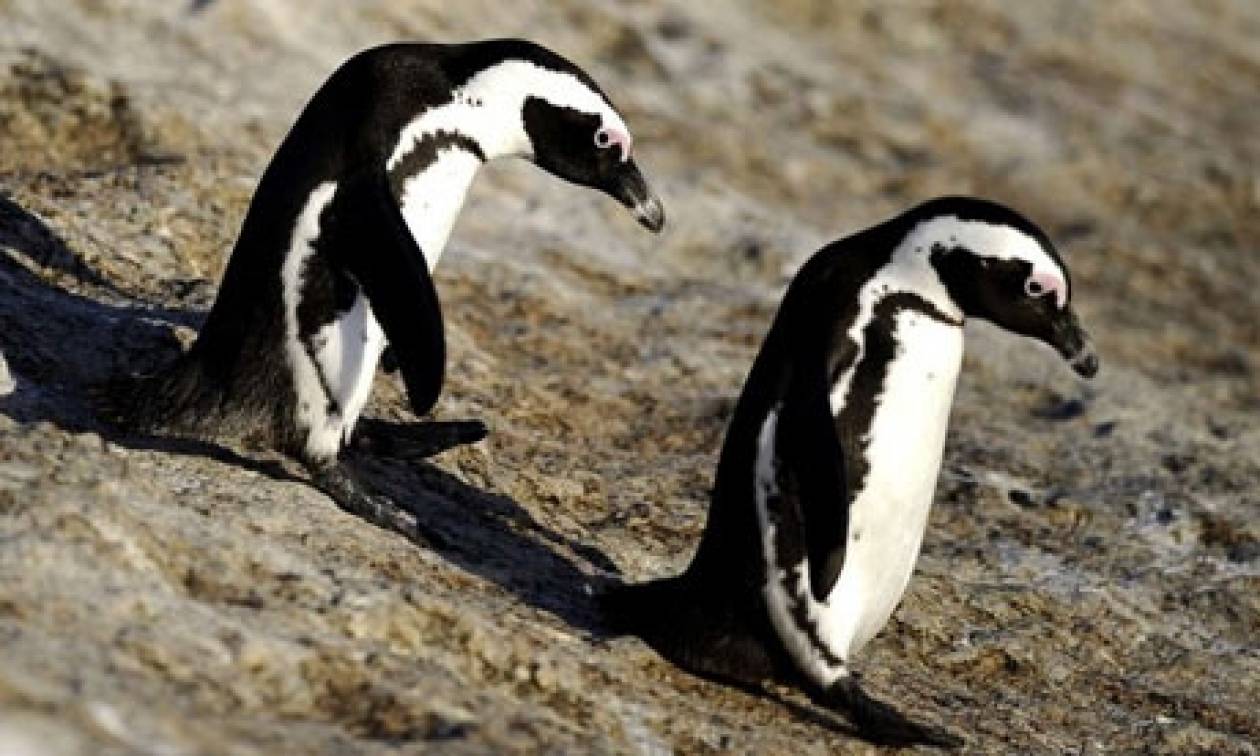 Χώρισαν οι ομοφυλόφιλοι πιγκουίνοι του Τορόντο!
