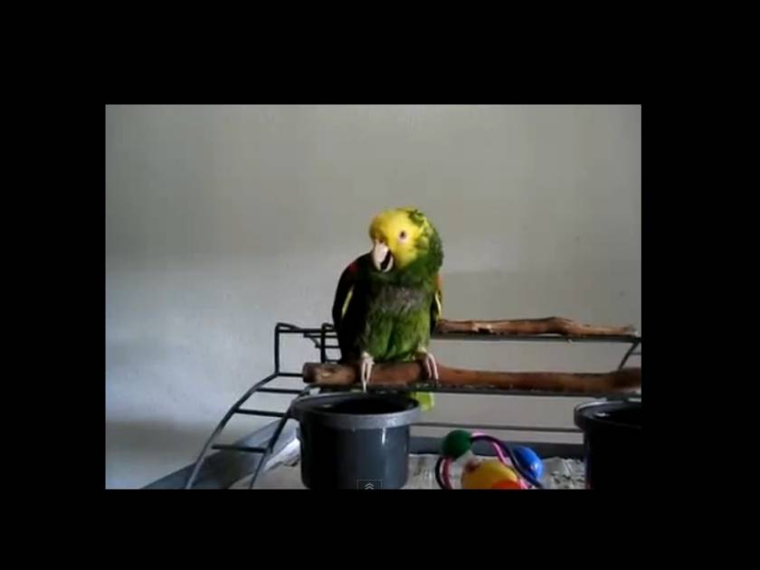 Ο παπαγάλος που κλαίει σαν μωρό