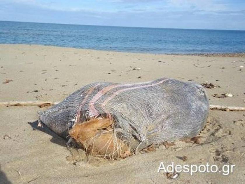 Σκύλος ξεβράστηκε από τη θάλασσα, εγκλωβισμένος σε τσουβάλι