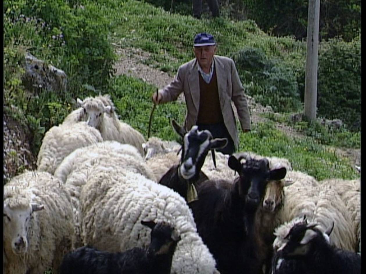 Του έκλεψαν 27 πρόβατα στο Ηράκλειο