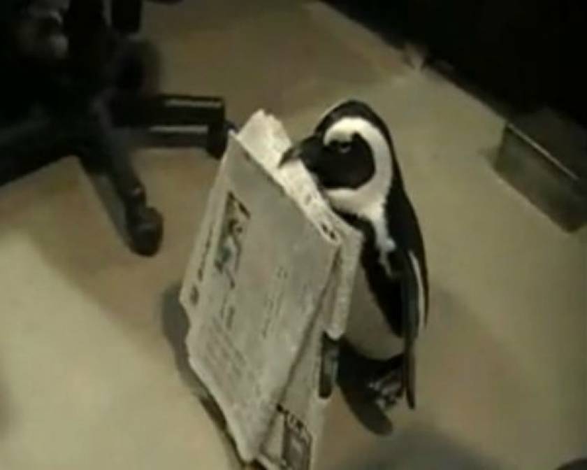 Απίστευτο! Ο πιγκουίνος που σου φέρνει την εφημερίδα!