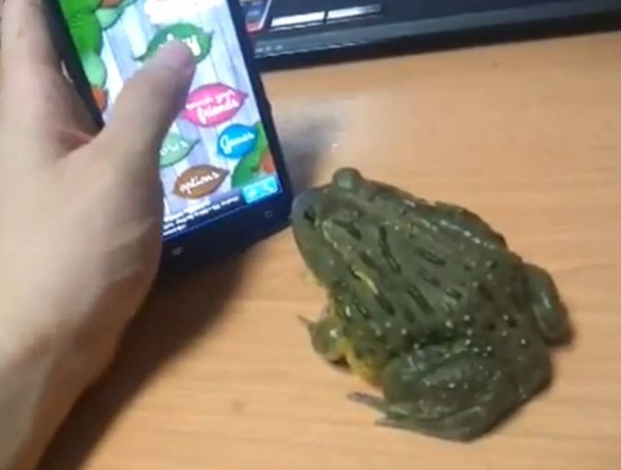 Βάτραχος παίζει παιχνίδια στο κινητό