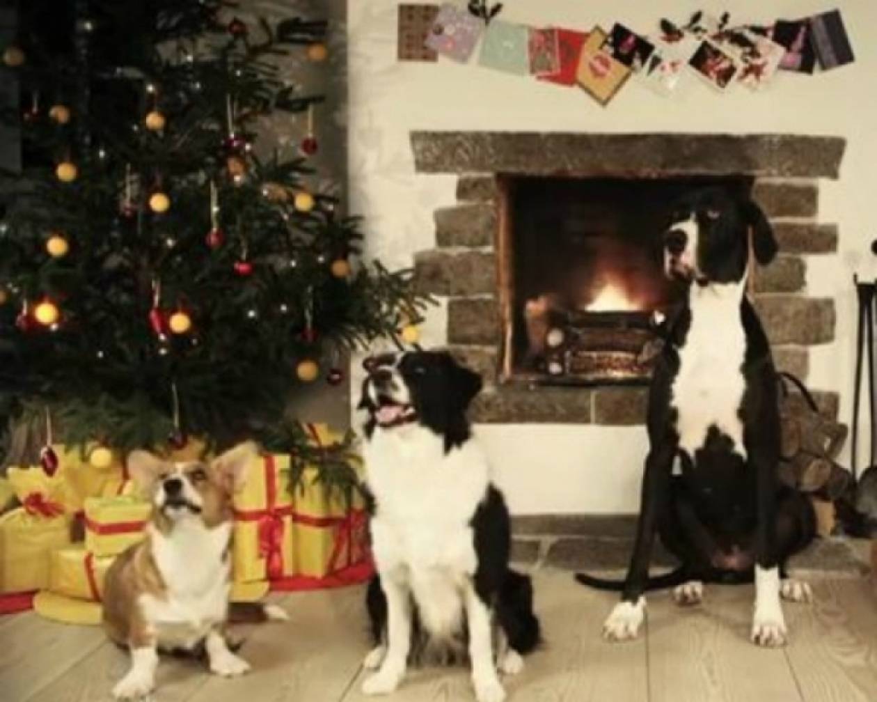 Σκυλάκια «γαυγίζουν» το τραγούδι Jingle Bells!