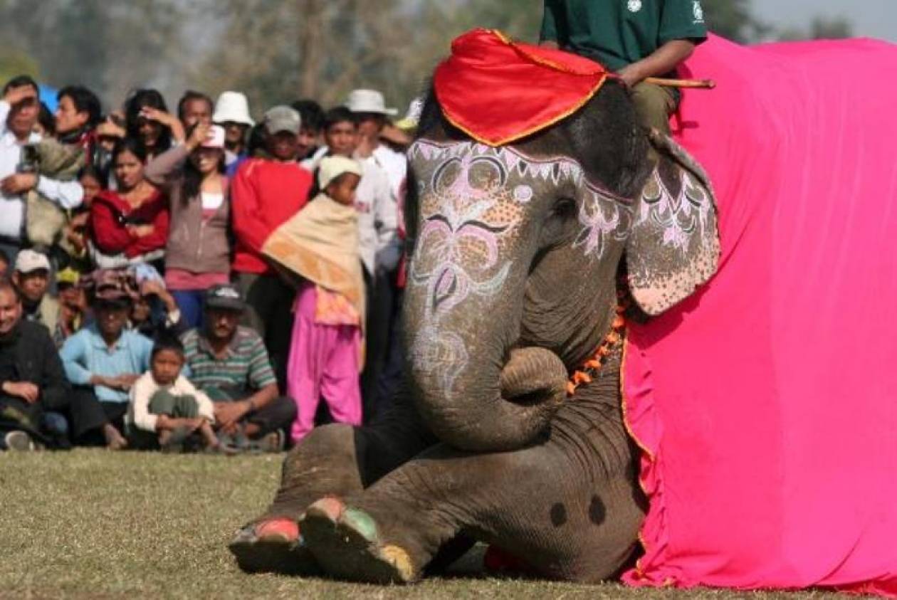 Πραγματοποιήθηκαν τα ετήσια καλλιστεία ελεφάντων