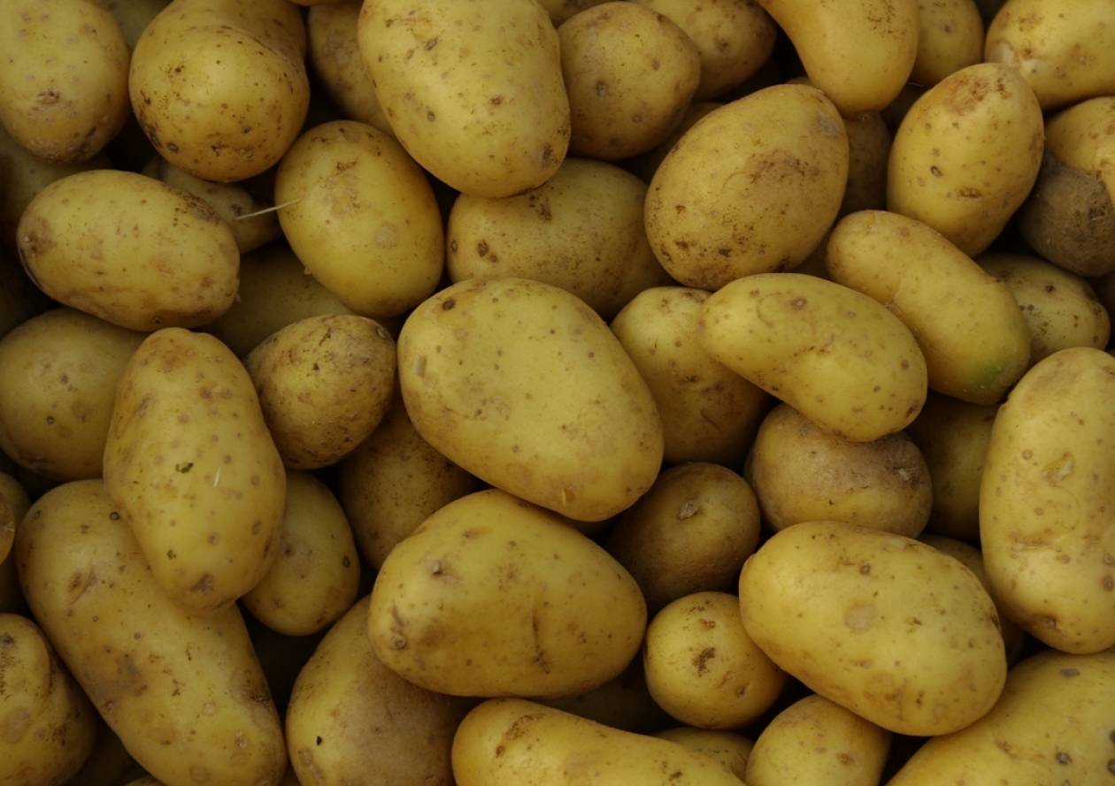 «Έφαγαν» τρεις τόνους πατάτας από χωράφι στην Ηλεία!