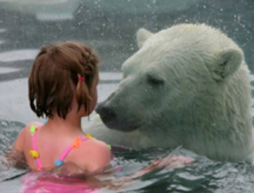 Κολυμπούν με πολικές αρκούδες