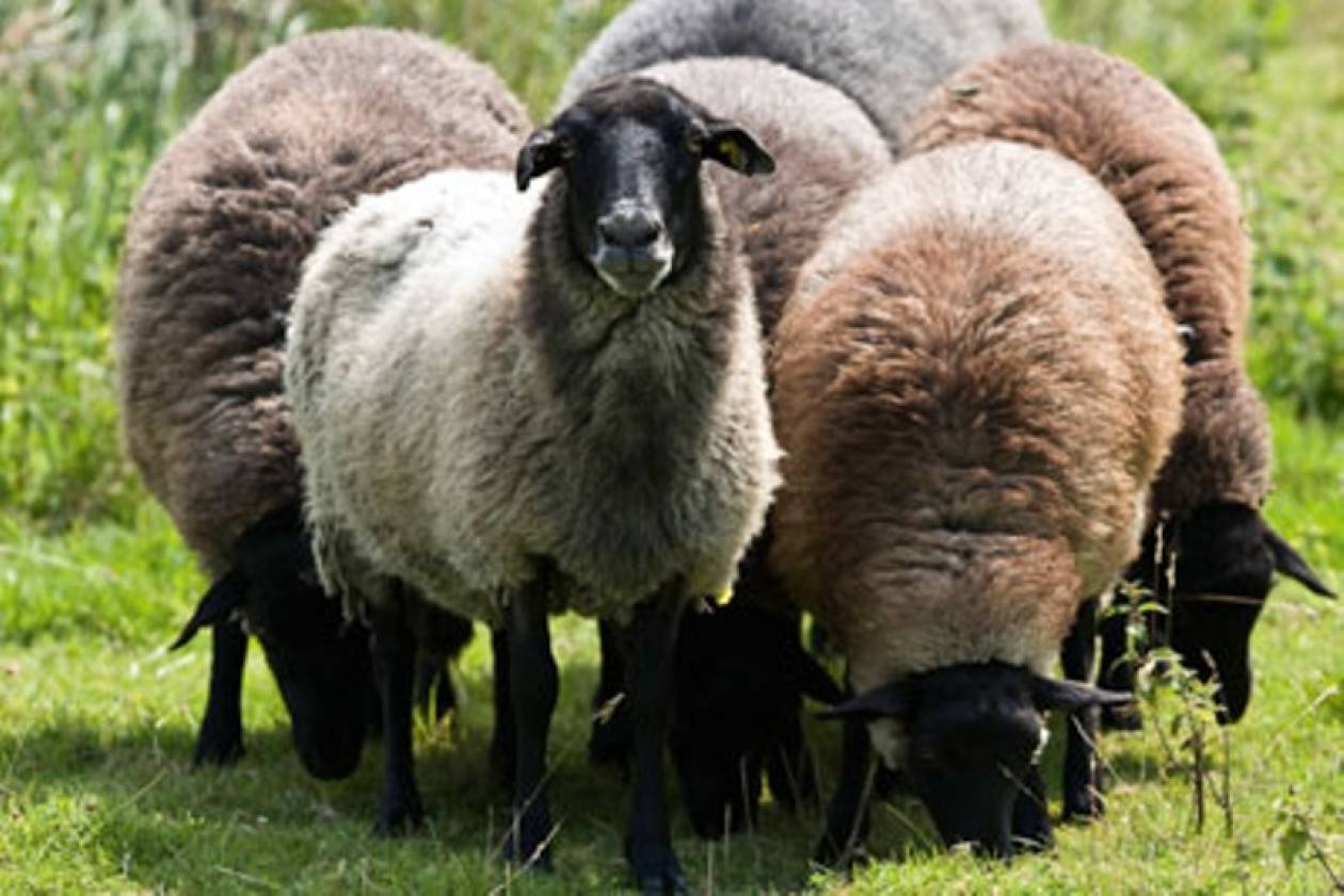 Ταξίδι «αστραπή» στην Αλβανία για 83 πρόβατα!