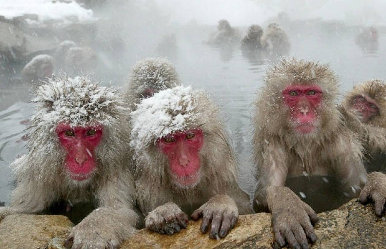Группа обезьяны в теплой воде слушать. Макаки в горячих источниках в Японии. Макаки в Японии в термальных источниках. Японские мартышки в горячих источниках. Японские обезьяны.