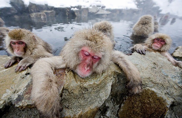 Οι μαϊμούδες των πάγων 
