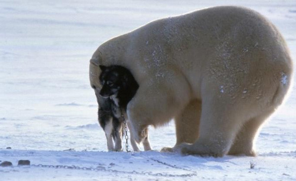  Η ιδιαίτερη φιλία μιας αρκούδας με έναν σκύλο 