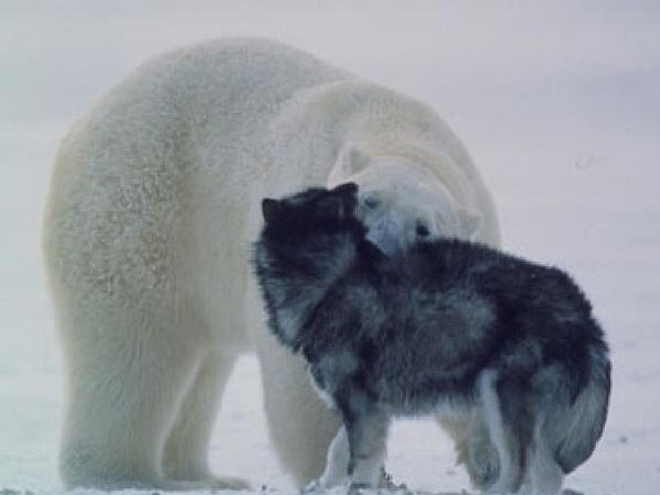 Η ιδιαίτερη φιλία μιας αρκούδας με έναν σκύλο 