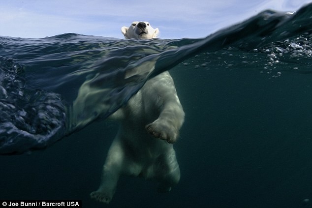 Σε απόσταση αναπνοής από την πολική αρκούδα  