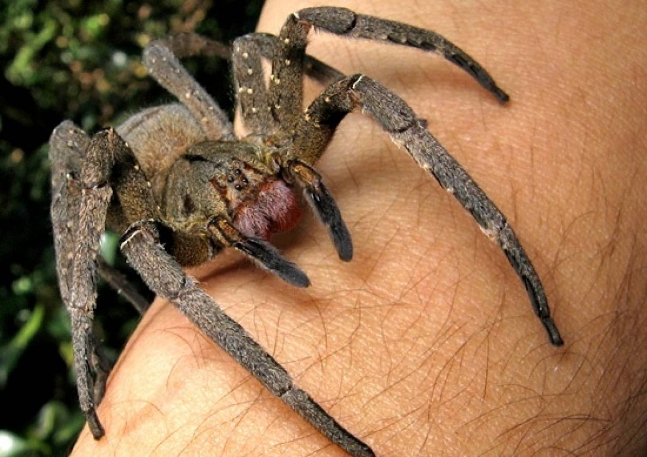 Τσίμπημα αράχνης προκαλεί στύση τεσσάρων ωρών