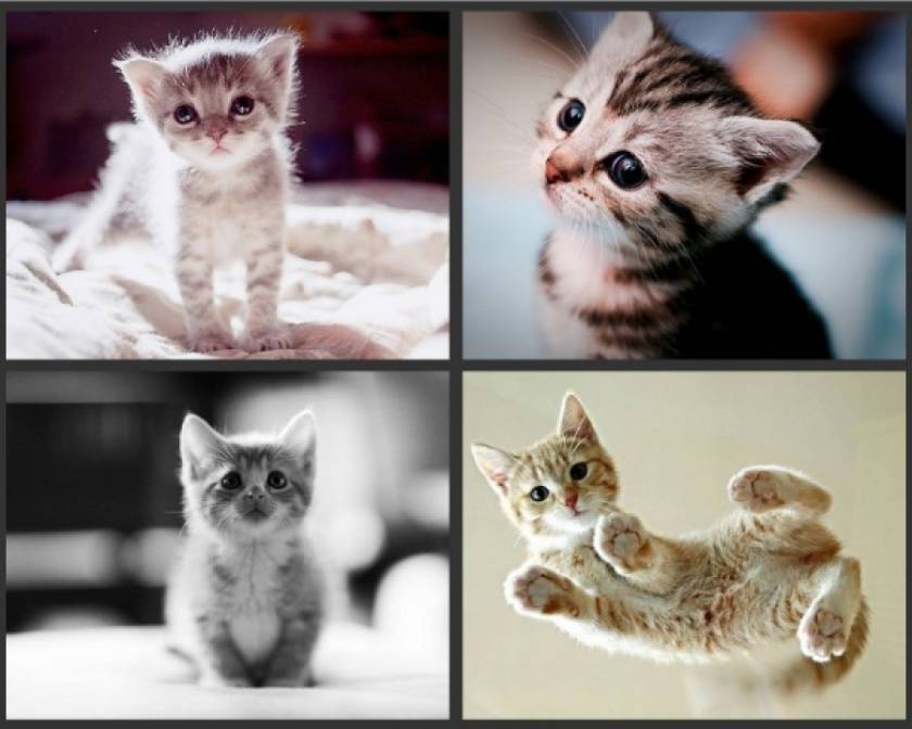 Οι πιο γλυκές φωτογραφίες με νεογέννητα γατάκια!