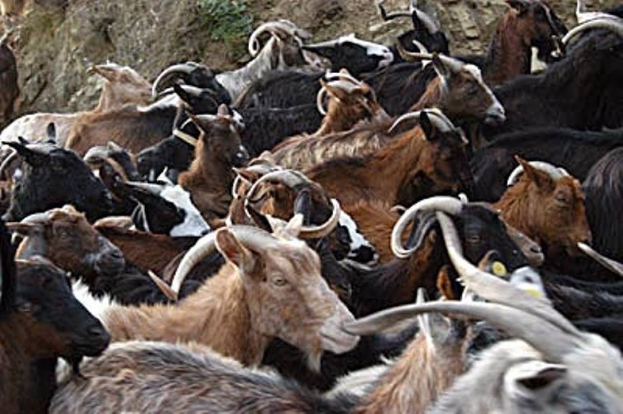 Δ. Μακεδονία: Πεθαίνουν από το κρύο αιγοπρόβατα