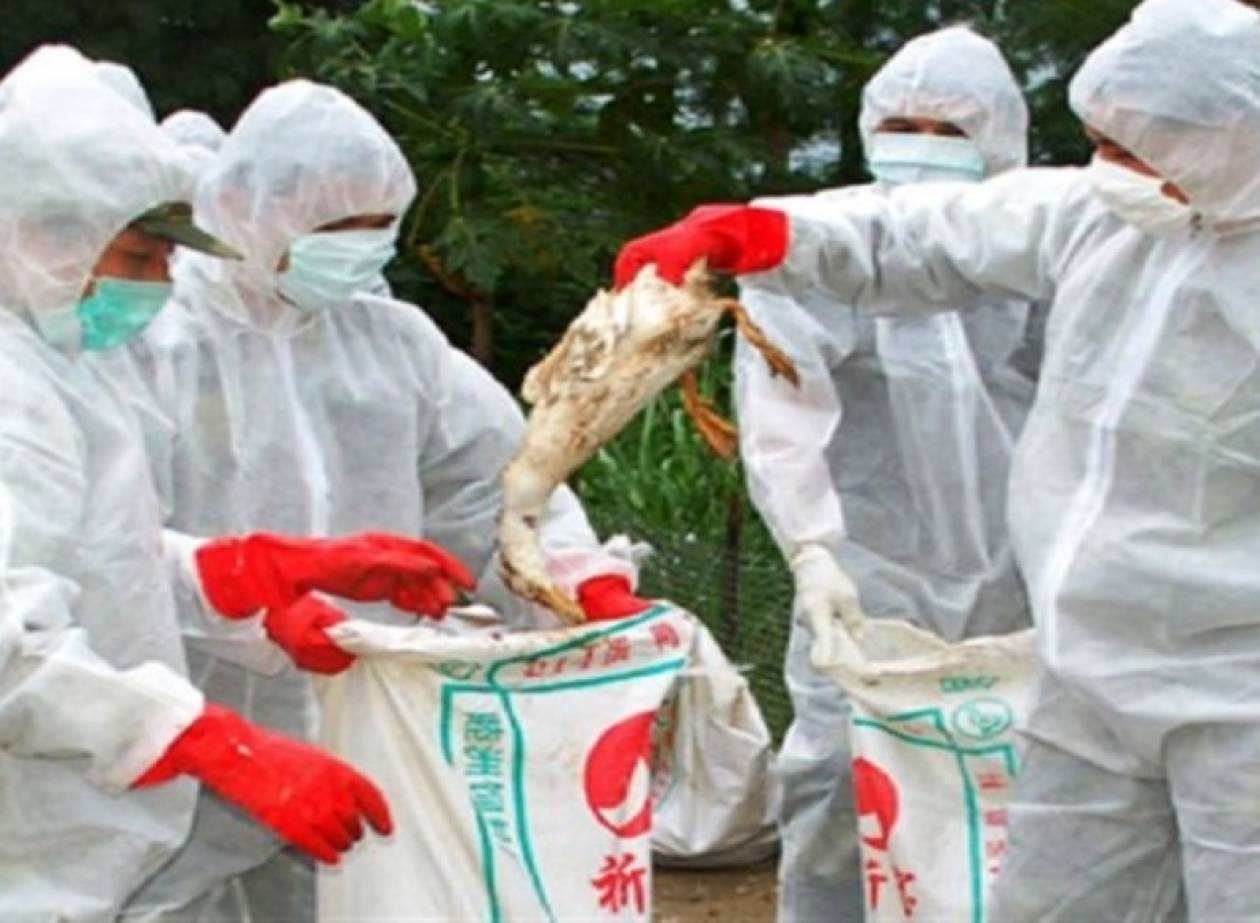 Δεύτερο θύμα της γρίπης των πτηνών στην Κίνα