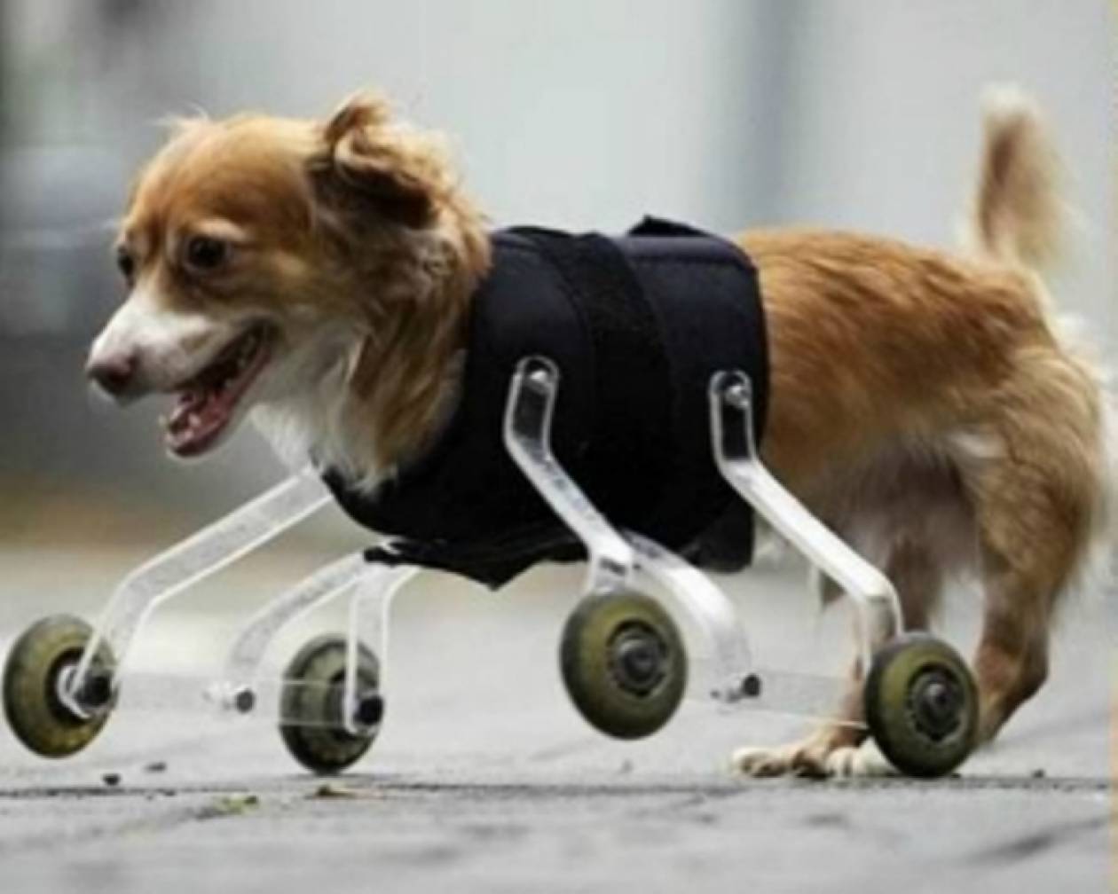 Mάθημα ζωής ανάπηρου σκύλου κάνει το γύρο του Facebook