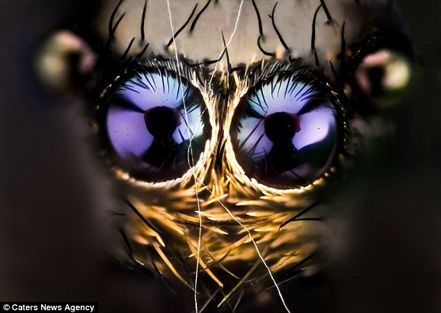 Τα μεγάλα μάτια των εντόμων
