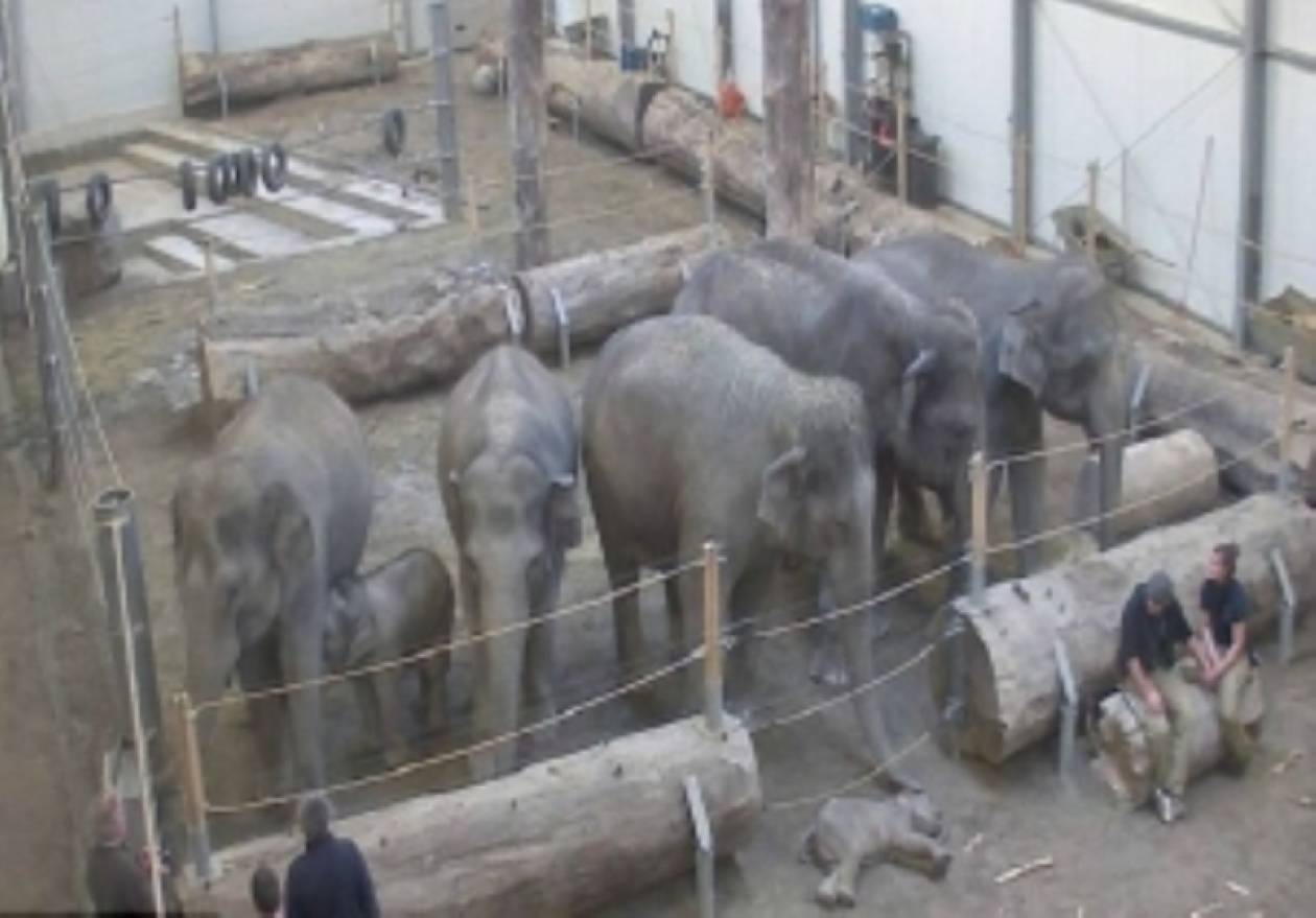 Ελέφαντες αποχαιρετούν νεκρό ελεφαντάκι