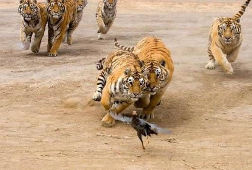 Δώδεκα τίγρεις κυνηγούν μια γαλοπούλα