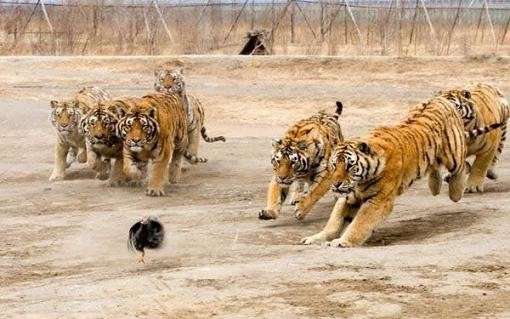 Δώδεκα τίγρεις κυνηγούν μια γαλοπούλα 