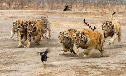 Δώδεκα τίγρεις κυνηγούν μια γαλοπούλα 