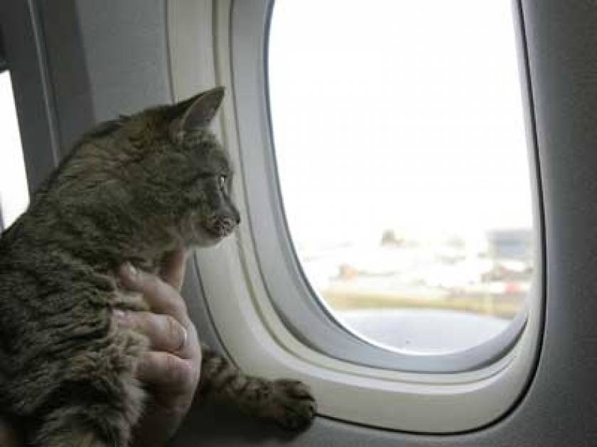 Γάτος προκάλεσε τετράωρη καθυστέρηση σε πτήση