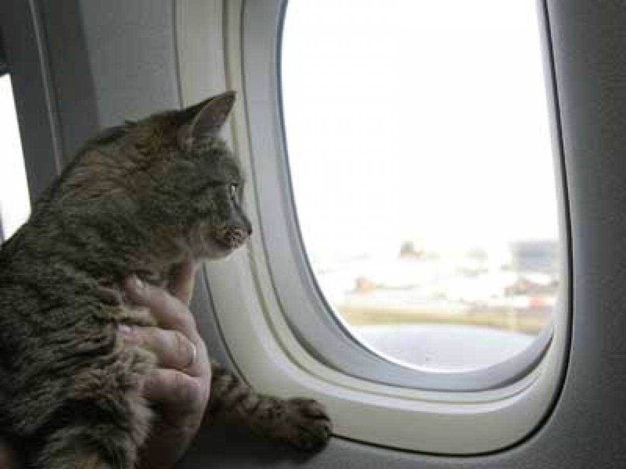 Γάτος προκάλεσε τετράωρη καθυστέρηση σε πτήση