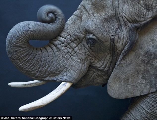 Εκπληκτικές φωτογραφίες άγριων ζώων 