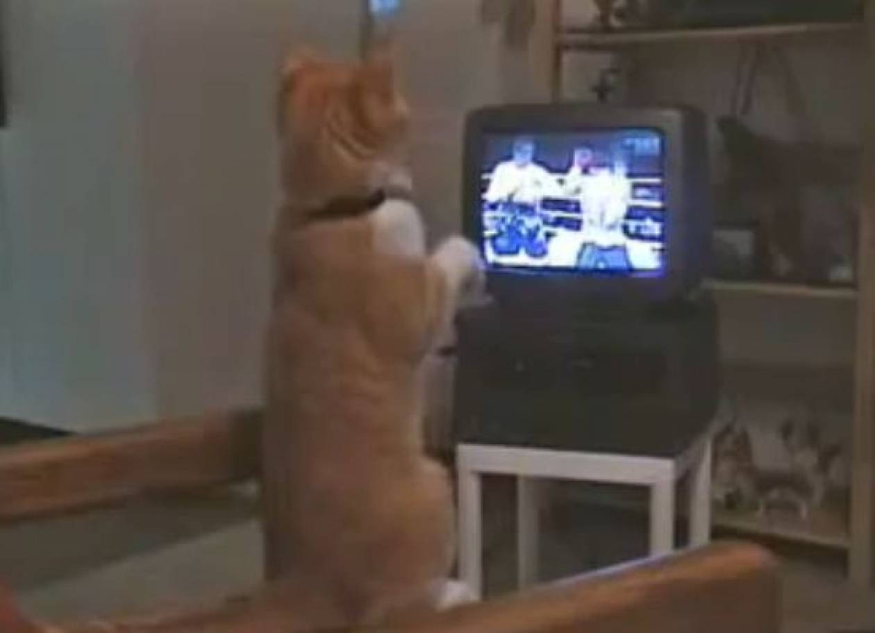 Γάτα βλέπει και παίζει μποξ
