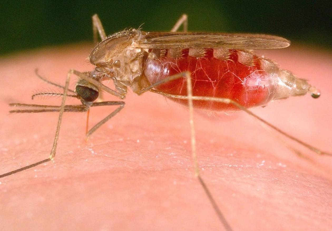 Το φονικό «άγγιγμα» της ελονοσίας