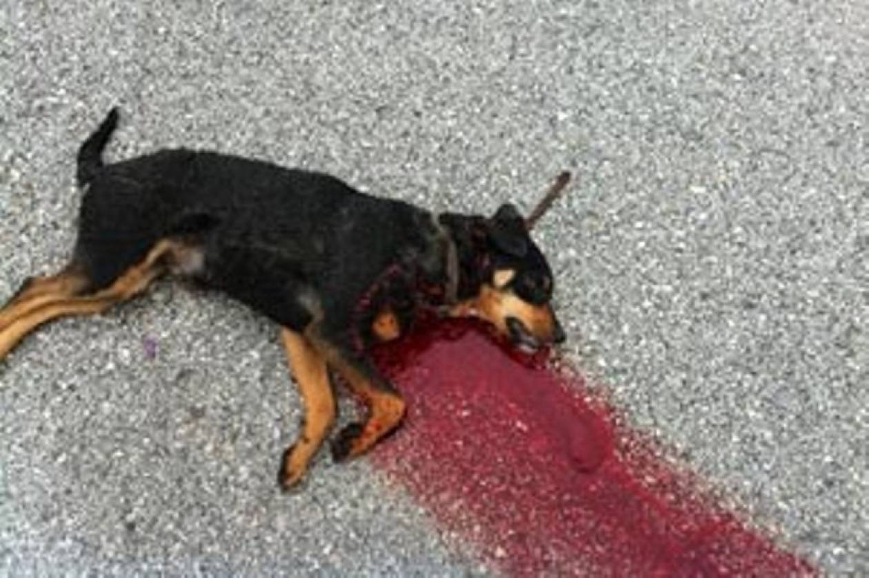 Σκότωσε εν ψυχρώ με καραμπίνα αδέσποτο σκύλο