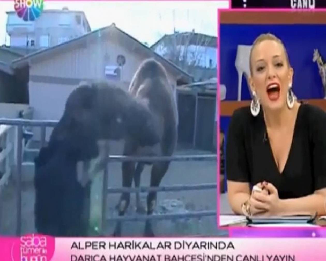 Καμήλα... καταβροχθίζει Τούρκο δημοσιογράφο!
